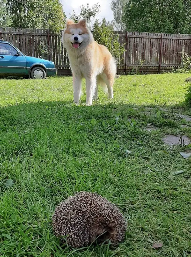 Akita standing behind the hedgehog curled up on the green grass