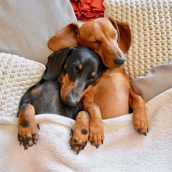 two Dachshunds sleeping beside each other in bed
