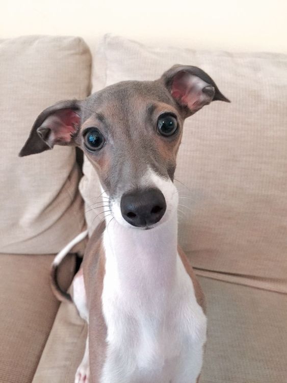 An Italian Greyhound sitting on the couch