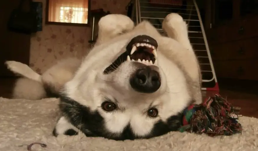 An Alaskan Malamute lying on its back while smiling