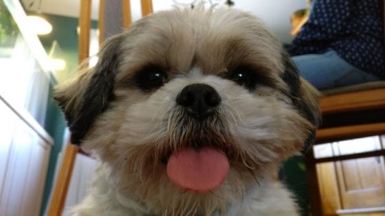 shih tzu with tongue out