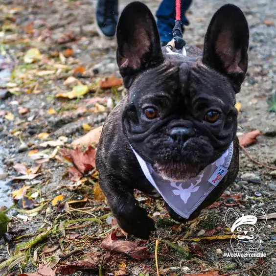 A French Bulldog running on the wet ground in the forest