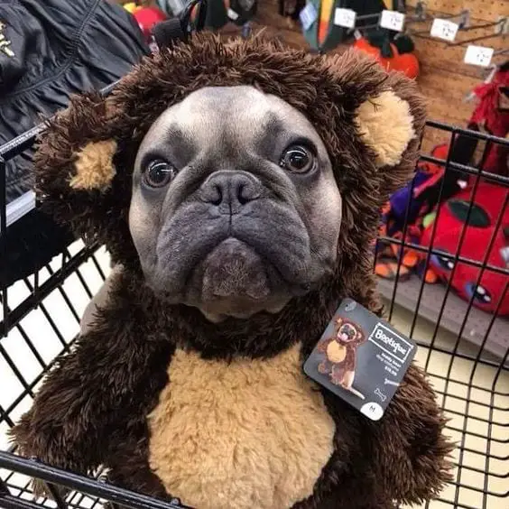 An French Bulldog wearing a bear costume while sitting inside the push cart