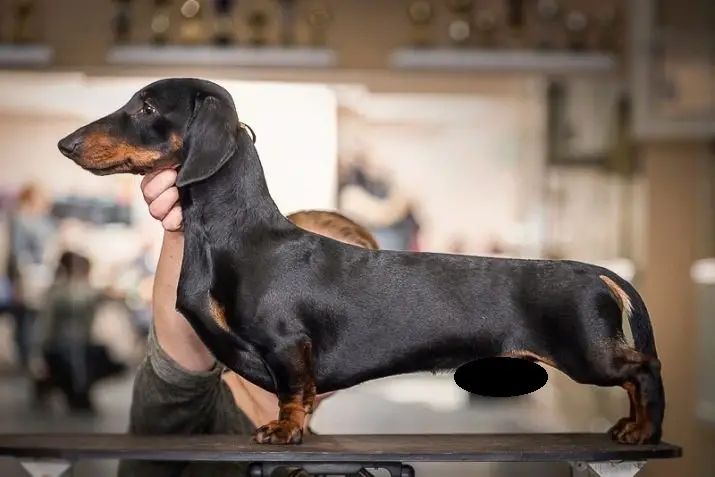A Dachshund standing on top of the bench with a person standing behind him and holding his neck
