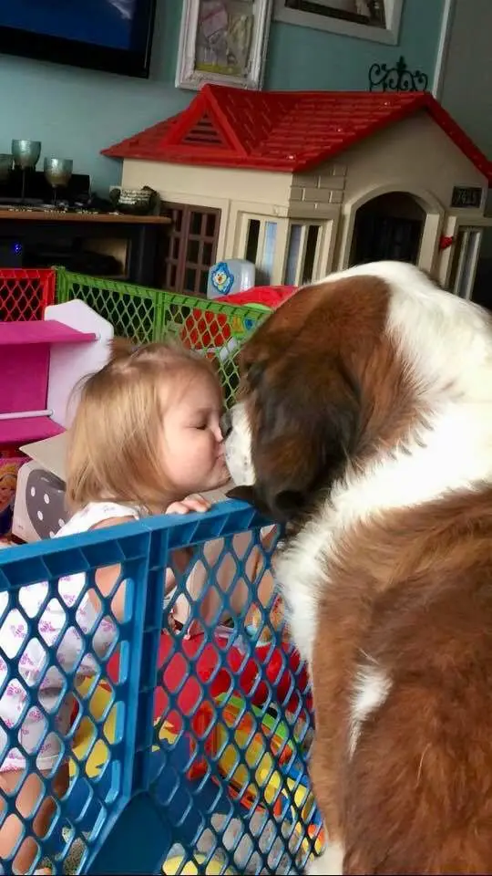 A toddler kissing a Saint Bernard standing in front of her while she's inside the playpen