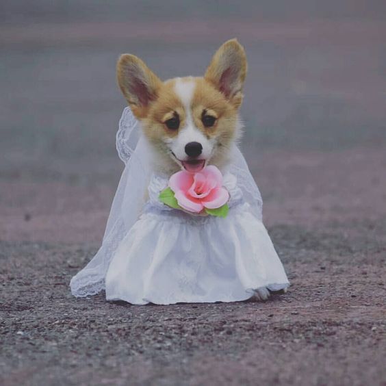 Corgi in a wedding gown outfit