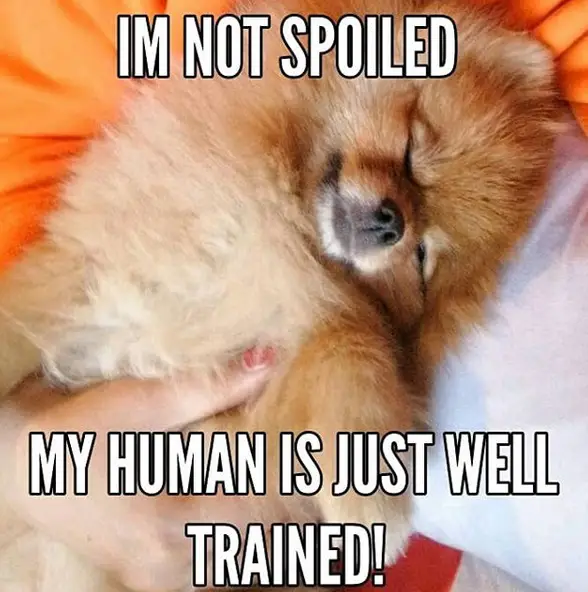 A Pomeranian sleeping next to the man on the bed and with text - I'm not spoiled my human is just well trained!