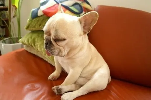 A French Bulldog sleeping while sitting on the couch