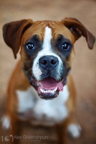 Boxer Dog sitting on the floor with its mouth open