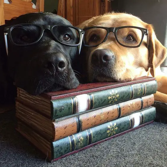 A black and yellow Labrador faces on top of the pile of books while wearing glasses