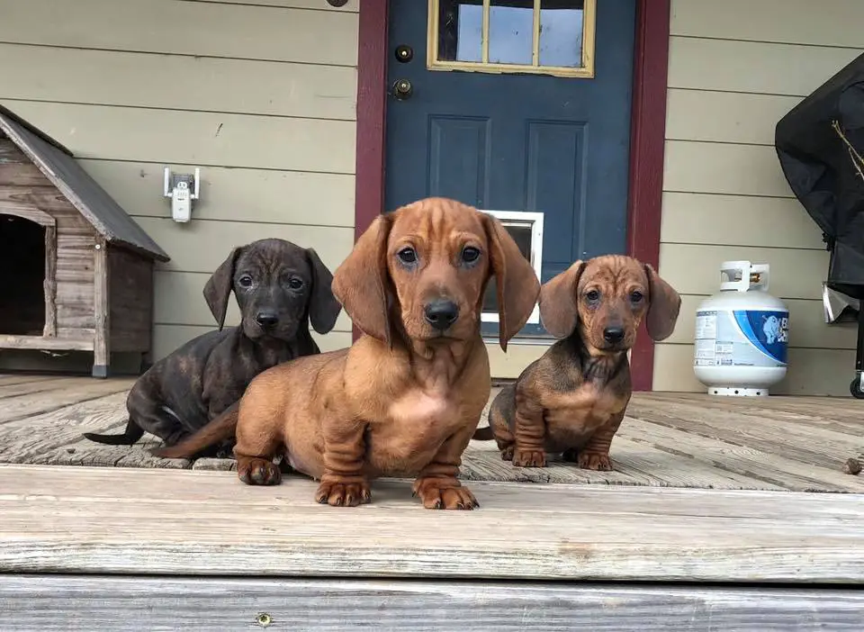 three Dachshund sitting in the front porch
