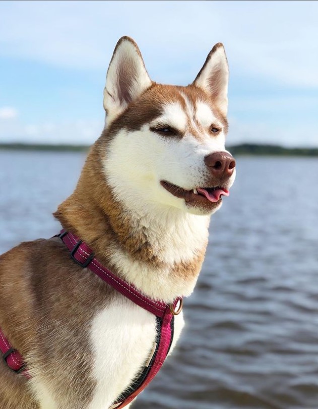 A Siberian Husky by the ocean