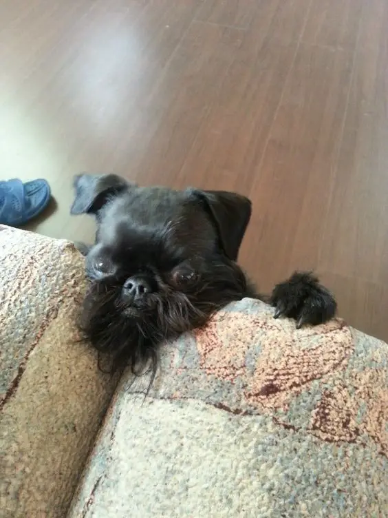 A Brussels Griffon with its face in between the couch