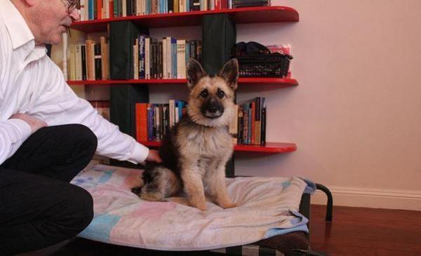 A German Shepherd puppy sitting on top o the bed while a man is touching its back