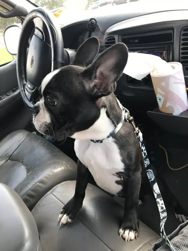 A French Bulldog inside the car in the passenger seat