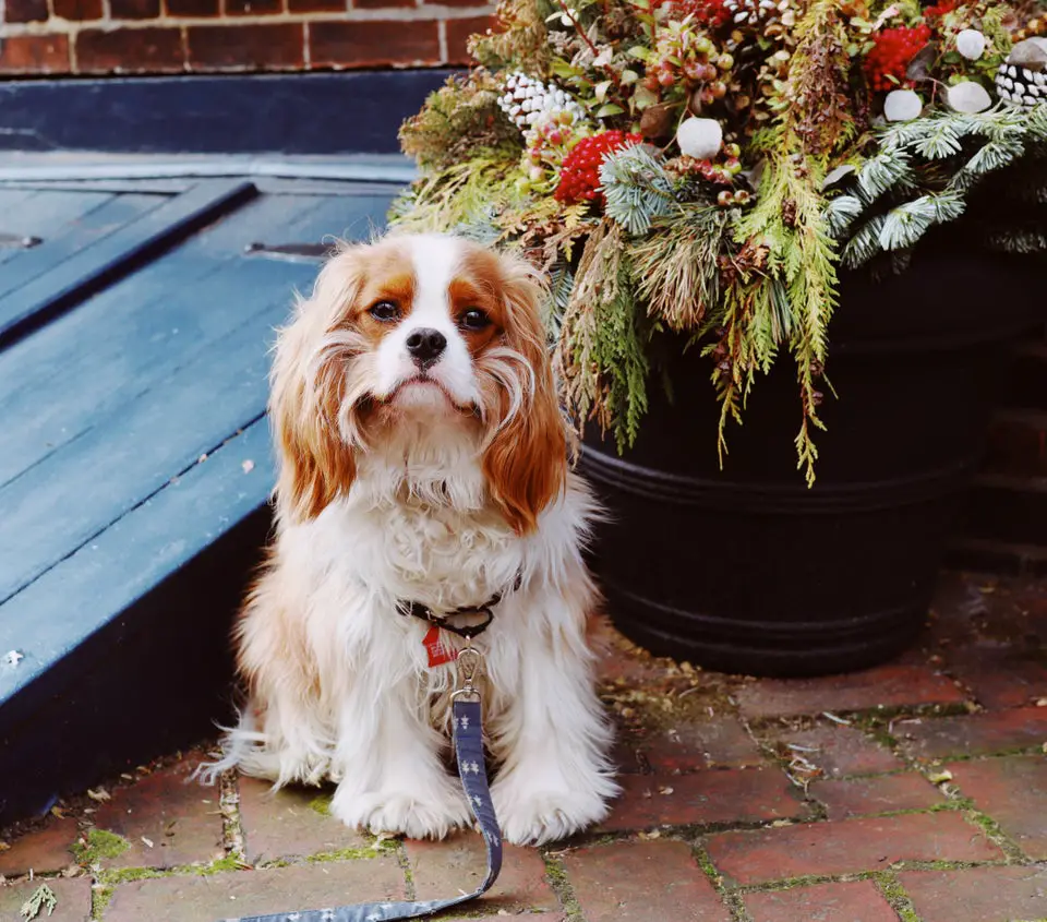 Cavalier King Charles Spaniel sitting on the pavement next to underground garage and dried flowers in a big pot