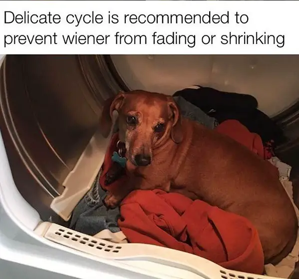 Dachshund lying on top of the clothes inside the washing machine photo with a caption 