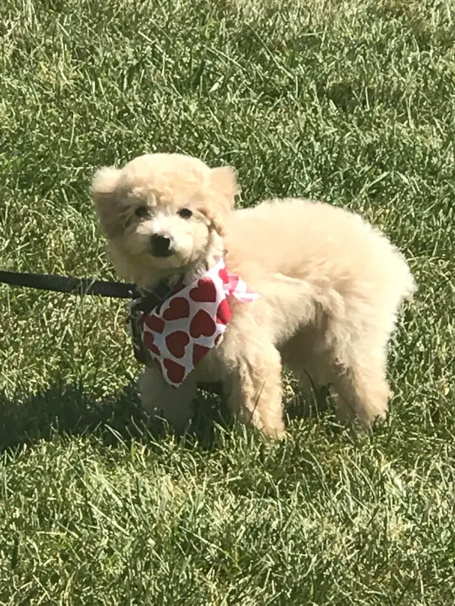 cream Poodle taking a walking in the green grass
