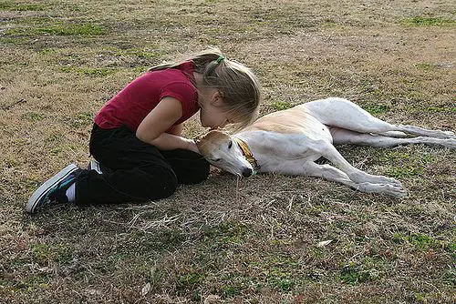 An Italian Greyhound lying on the grass with a little girl kissing him