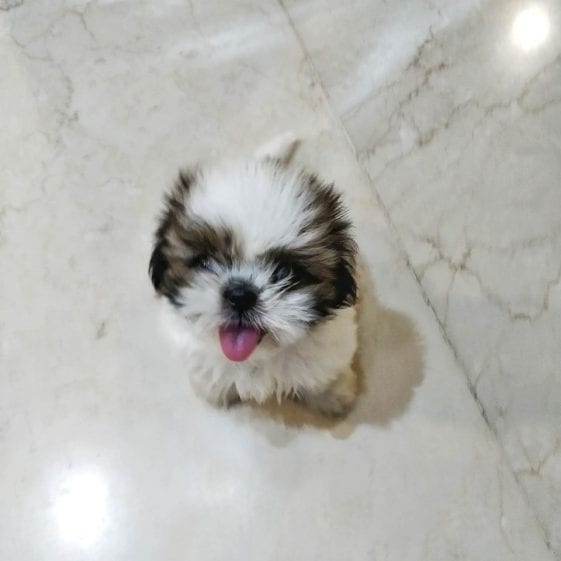 cute shih tzu puppy