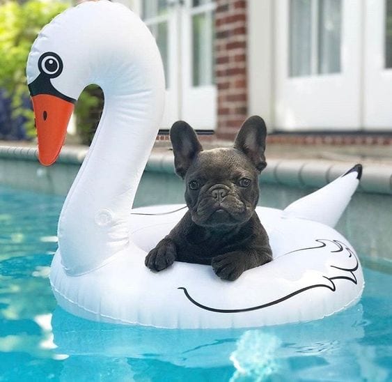 A French Bulldog puppy lying on top of a duck floatie in the pool