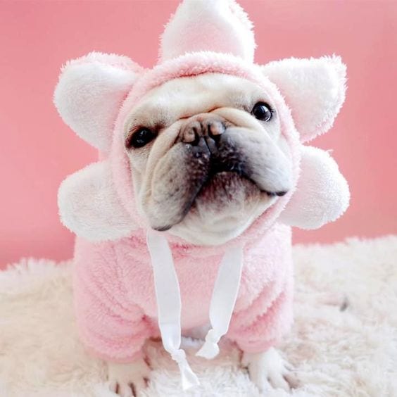 A French Bulldog wearing flower sweater while sitting on the furry carpet