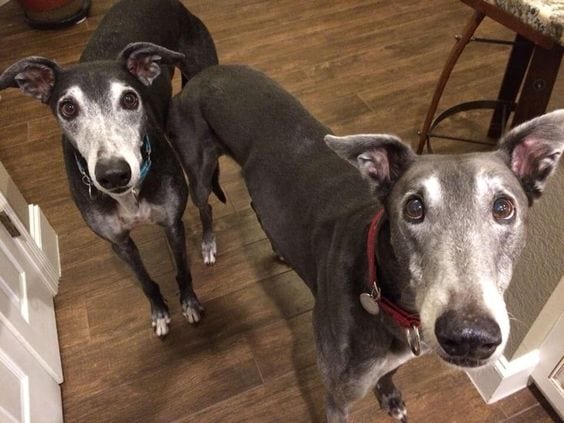 two Italian Greyhound standing on the floor while looking up with their begging eyes