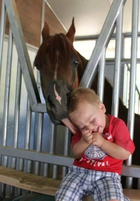 A horse inside its crate while licking the face of the toddler sitting in front of him