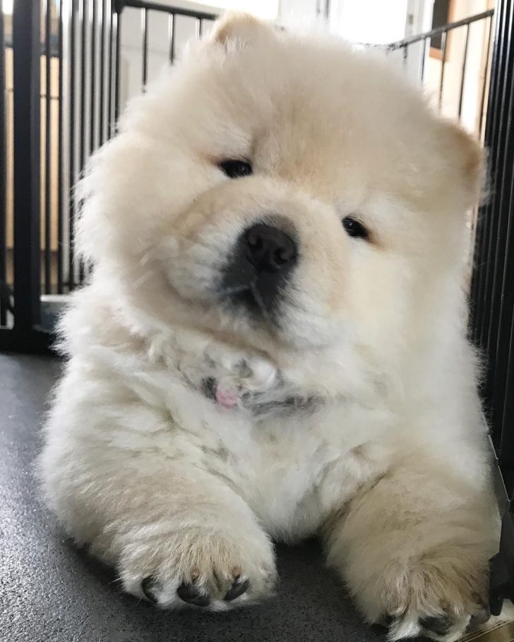 cream chowchow puppy lying down on the floor while tilting its head