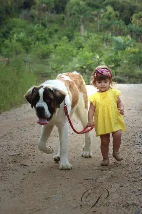 A Saint Bernard walking on the road with a baby girl is holding its leash