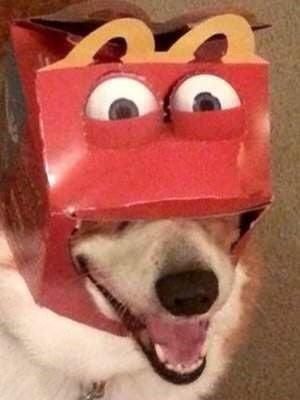 smiling Corgi with a mcdo meal box stuck in its head