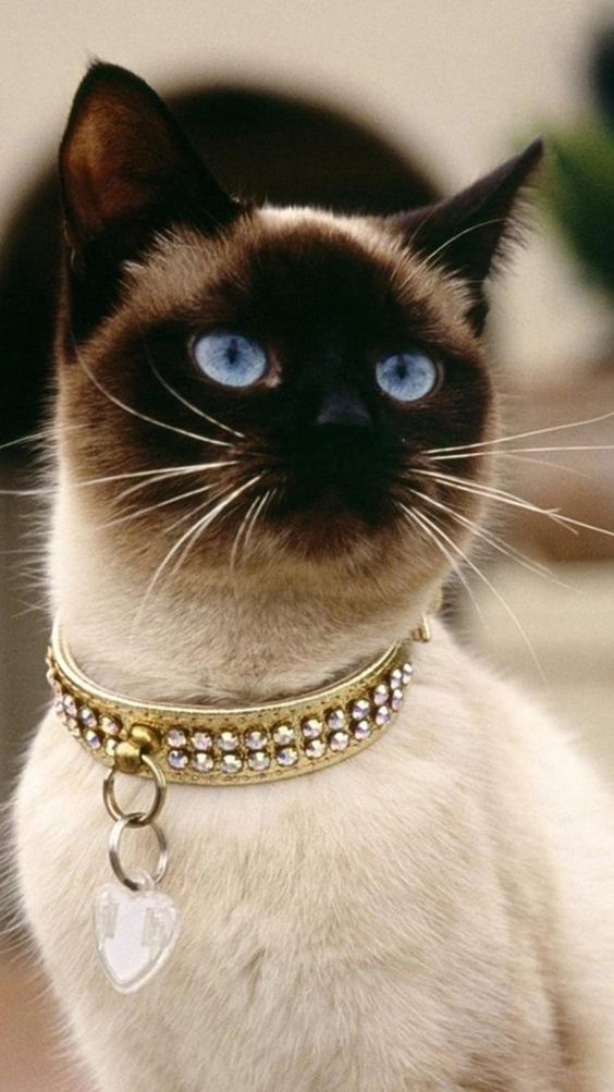 Siamese Cat wearing a fancy collar