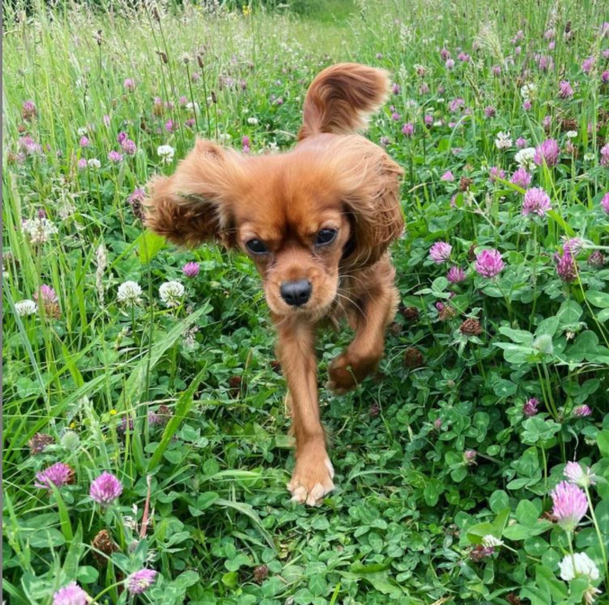 Cavalier King Charles Spaniel running in the middle of a field with flowers and grass