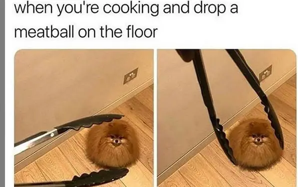  a clipper with a Pomeranian behind and with caption - When you're cooking and drop a meatball on the floor