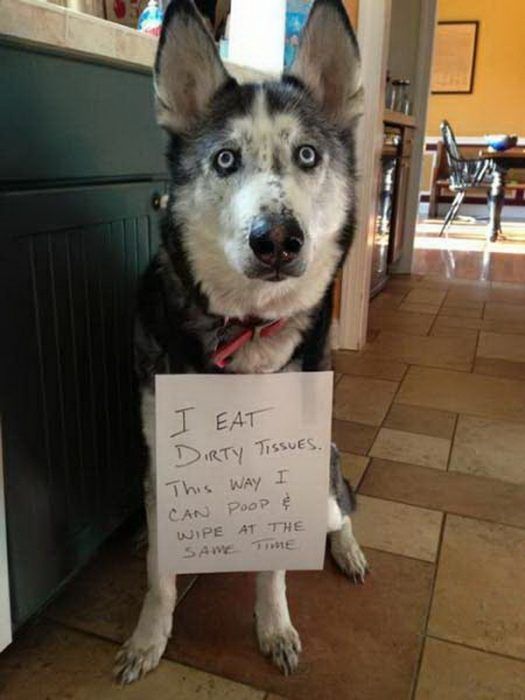 Husky sitting on the floor wearing a note that says 