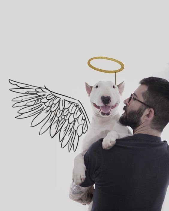 man carrying a Bull Terrier Jimmy Choo with ang angle and halo drawing on the while wall