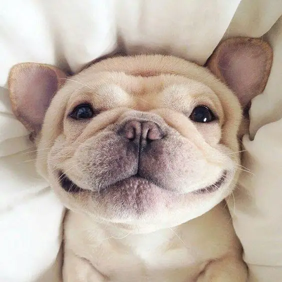 A French Bulldog lying on the bed while sweetly smiling