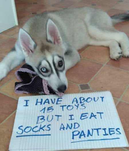 Husky lying on the floor while chewing a panty and a note that says 