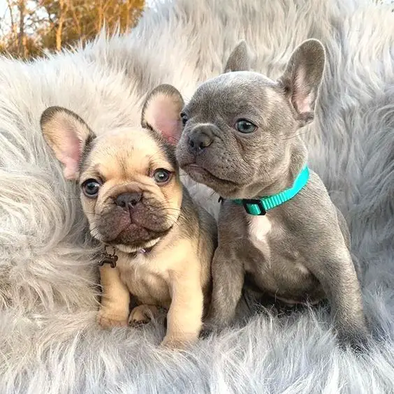 two French Bulldog puppies sitting on q grey furry carpet