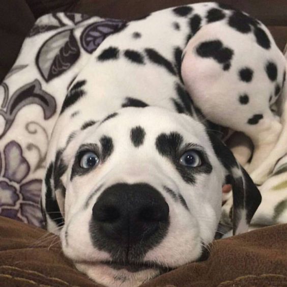 A Dalmatian lying on the bed