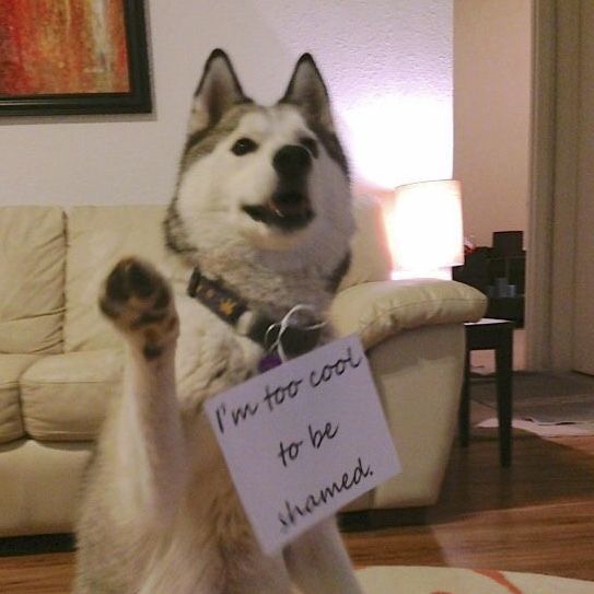 Husky sitting on the floor raising its paw wearing a note that says 