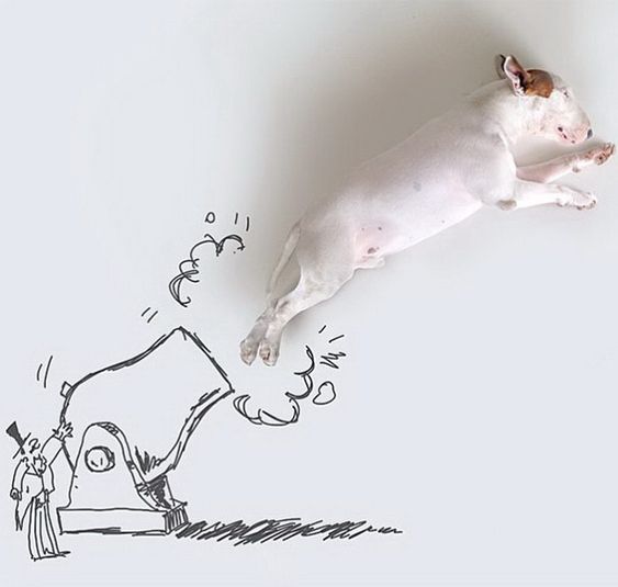Bull Terrier Jimmy Choo lying on its side in the white wall with a cannon firing a Bull Terrier Jimmy Choo bomb drawing
