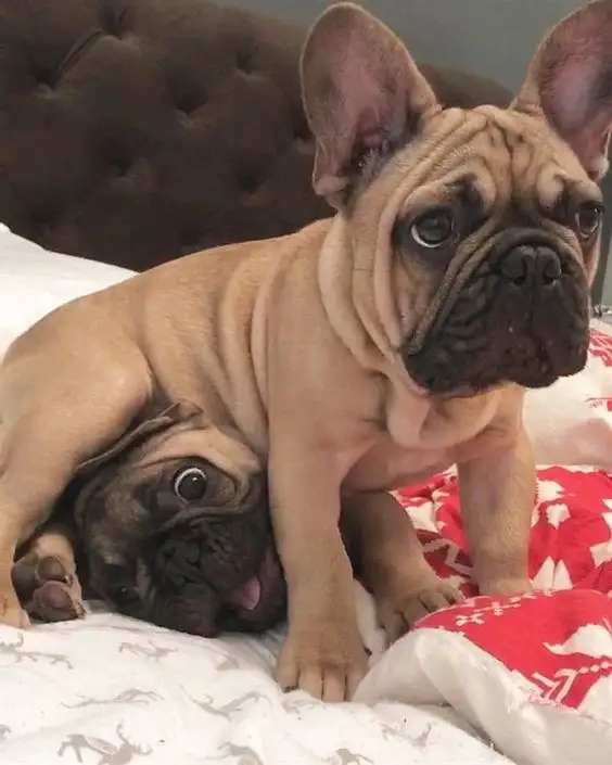A French Bulldog sitting on top of the head of an French Bulldog lying on the bed