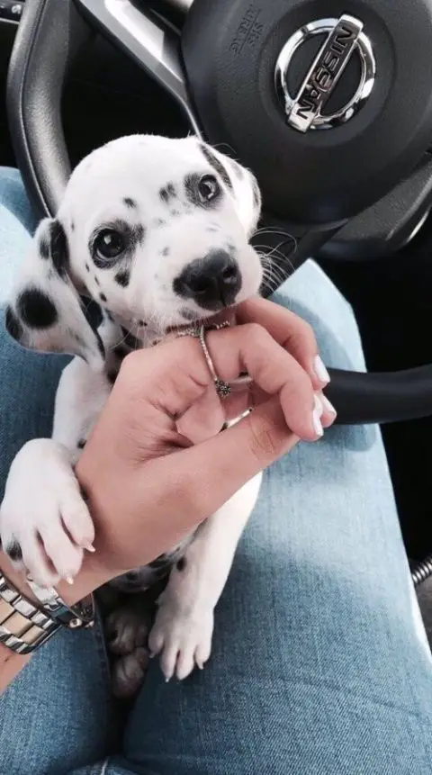 A Dalmatian puppy biting the hand of a woman in the driver's seat