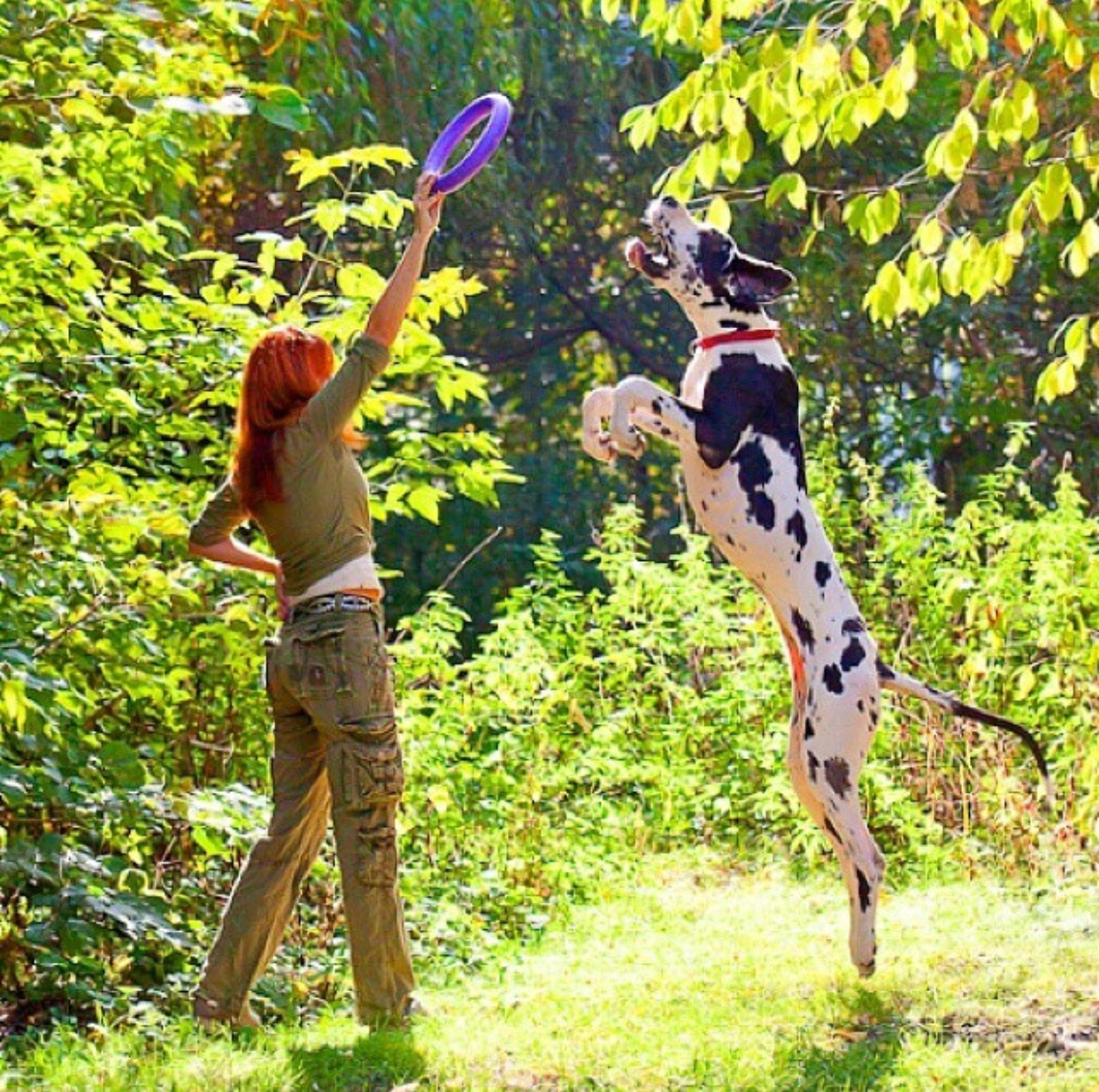 a woman holding up a ring chew toy while a Great Dane is jumping towards