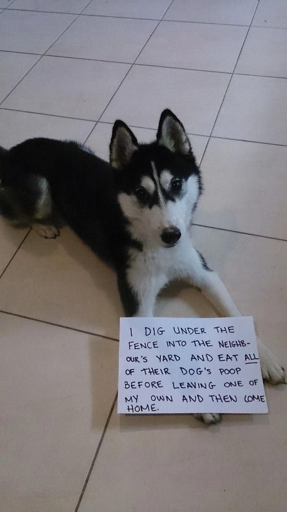 Husky lying down on the floor with a note
