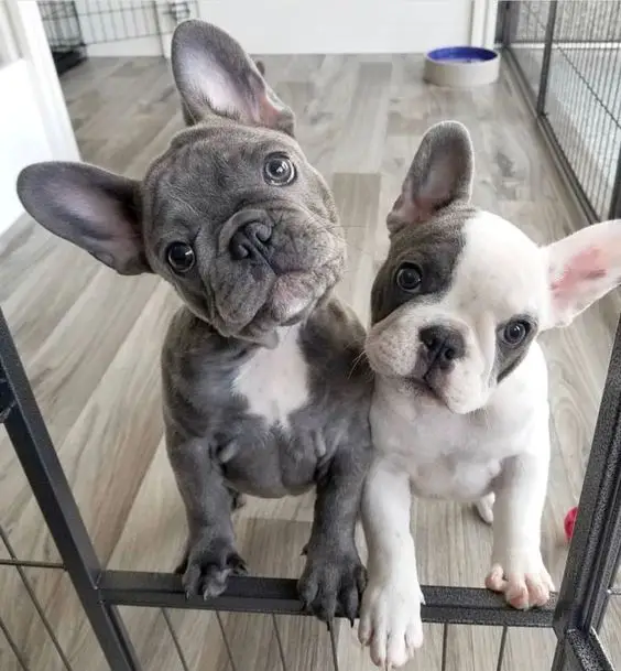 two Bulldog puppies standing leaning behind the fence