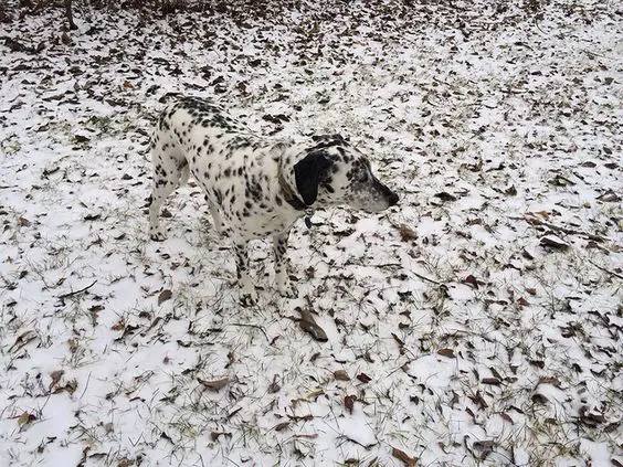 A Dalmatian standing on the ground filled with snow