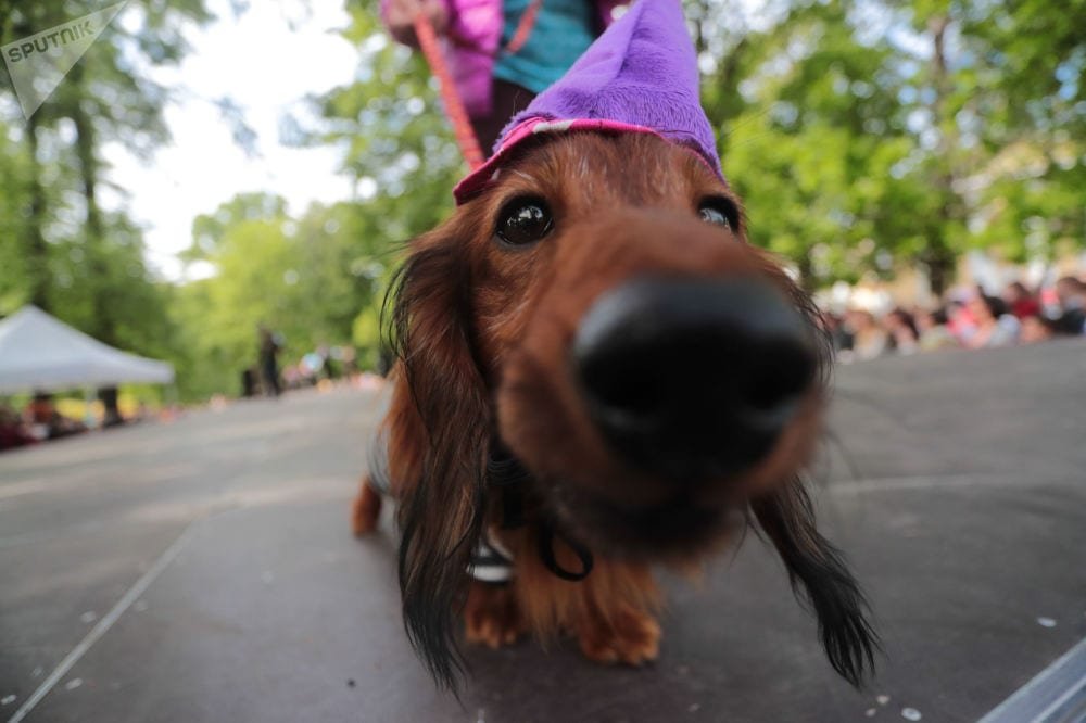 Dachshund wearing a purple cone headpiece sniffing the camera