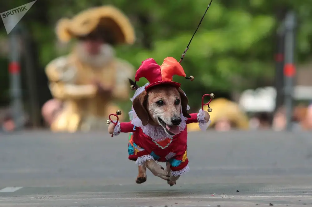 Dachshund running on the stage while wearing its clown costume